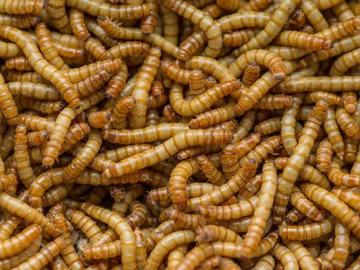 Mehlwürmer züchten – die erste Generation