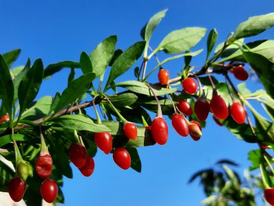 Bocksdorn Beeren / Goji