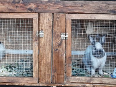 Kaninchenställe bauen / Zucht