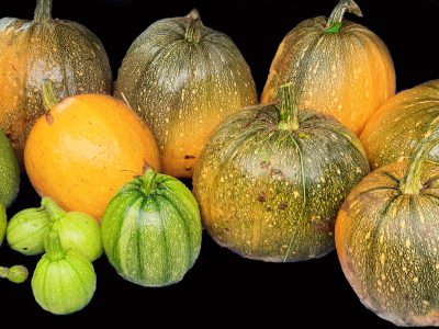 Saatgutvermehrung – Kürbisfamilie