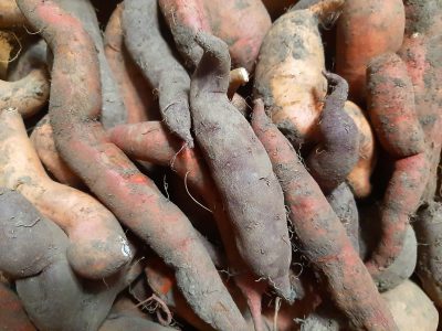 Süßkartoffel Anbau und Vermehrung