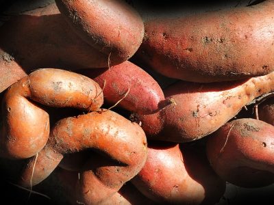 Süßkartoffel Anbau und Vermehrung