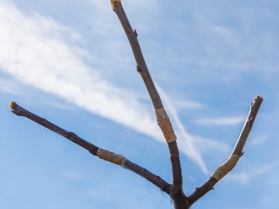 Obstbäume veredeln – kopulieren